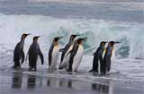 Fantastisches Reich der Pinguine, MV Fram