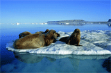 Expedition Franz-Josef-Land, MV Sea Spirit