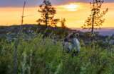 Inselhüpfen auf den Lofoten und Vesterålen,15 Tage