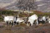 Familienspecial Lappland