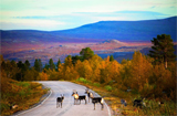 VHS Bremgarten Leserreise - Ruska in Lappland