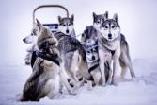 Winter - Hundeschlittentouren